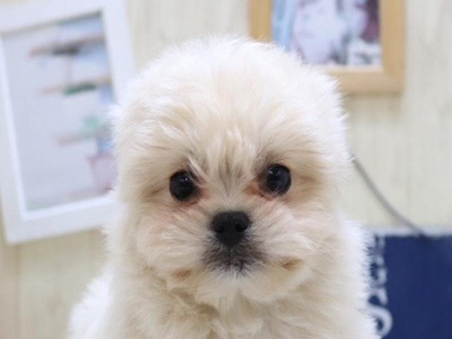 長野県のハーフ犬 (ペッツワン塩尻店/2024年1月23日生まれ/女の子/アプリコット)の子犬